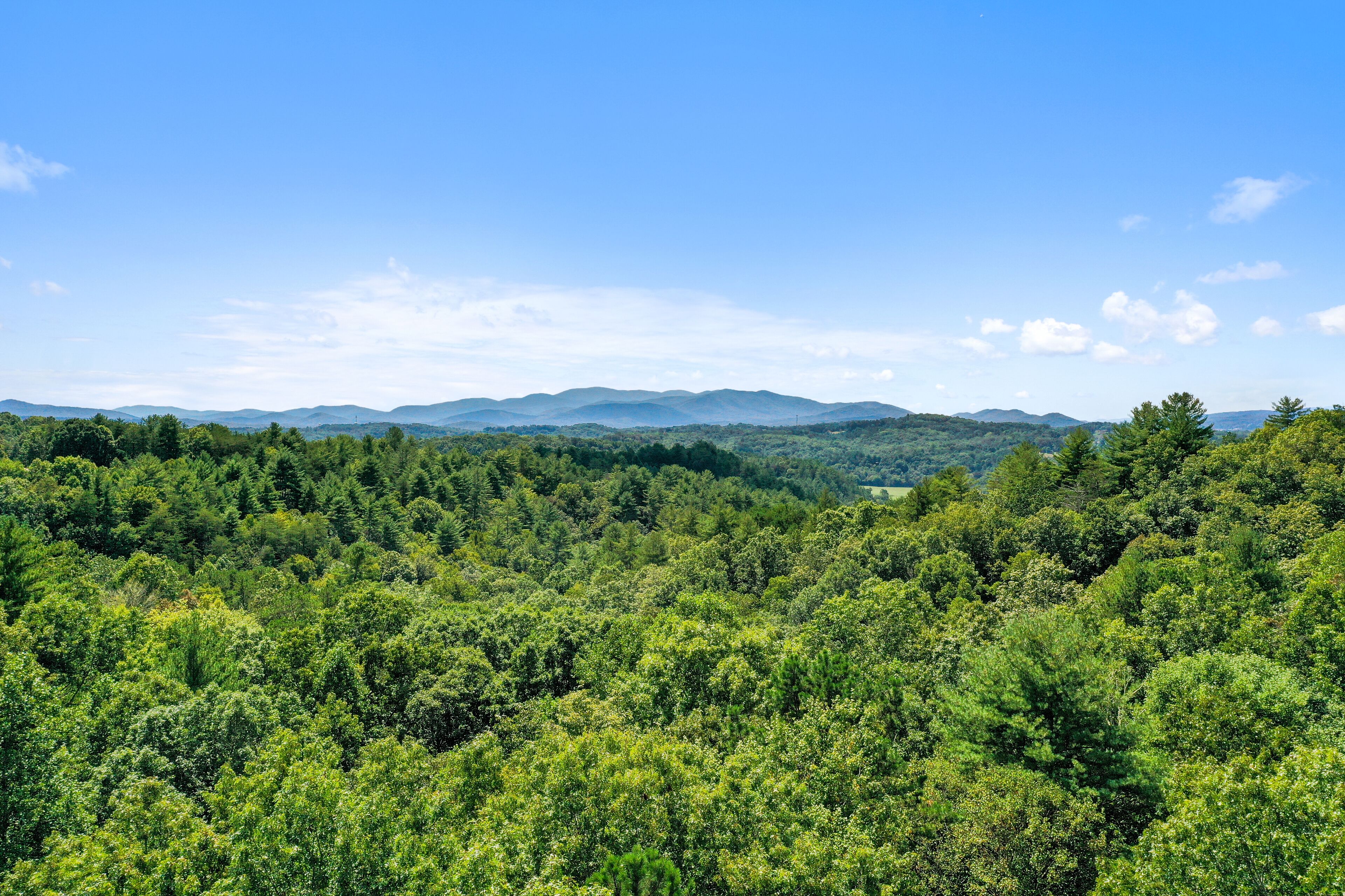 Un bosque denso con una vista despejada de montañas distantes bajo un cielo azul.