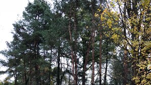Une zone boisée avec un sentier de gravier recouvert de feuilles mortes, de grands arbres et une petite cabane en arrière-plan.