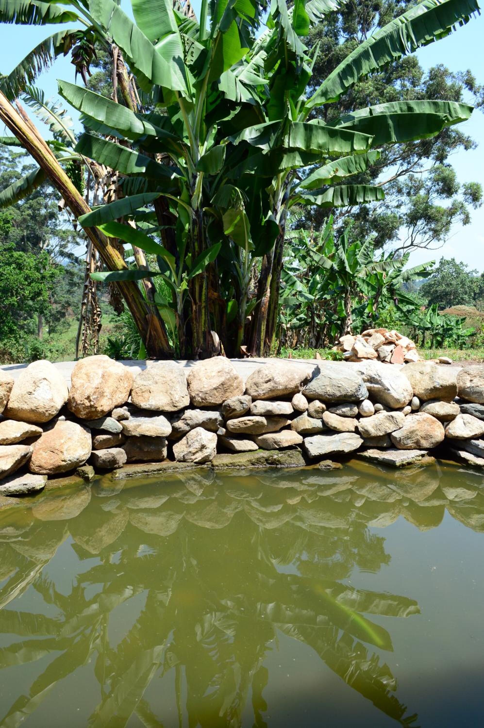 A stone wall with a pond reflecting banana trees and surrounding greenery.