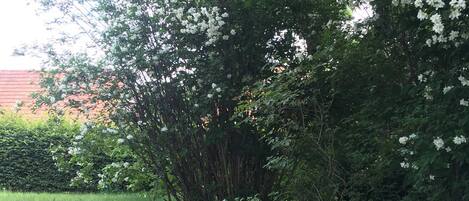 Un jardin où l’on trouve une grande variété de plantes, notamment un arbre aux fleurs blanches, un rocher recouvert de mousse et une petite construction en bois.
