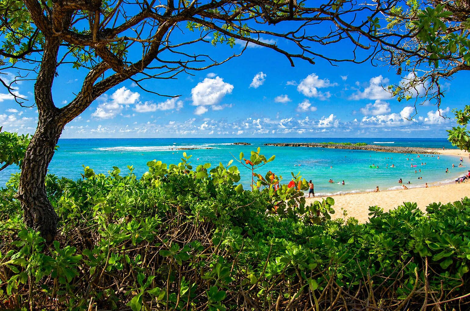 Une plage avec une eau turquoise et limpide, un rivage sablonneux et un arbre au premier plan.