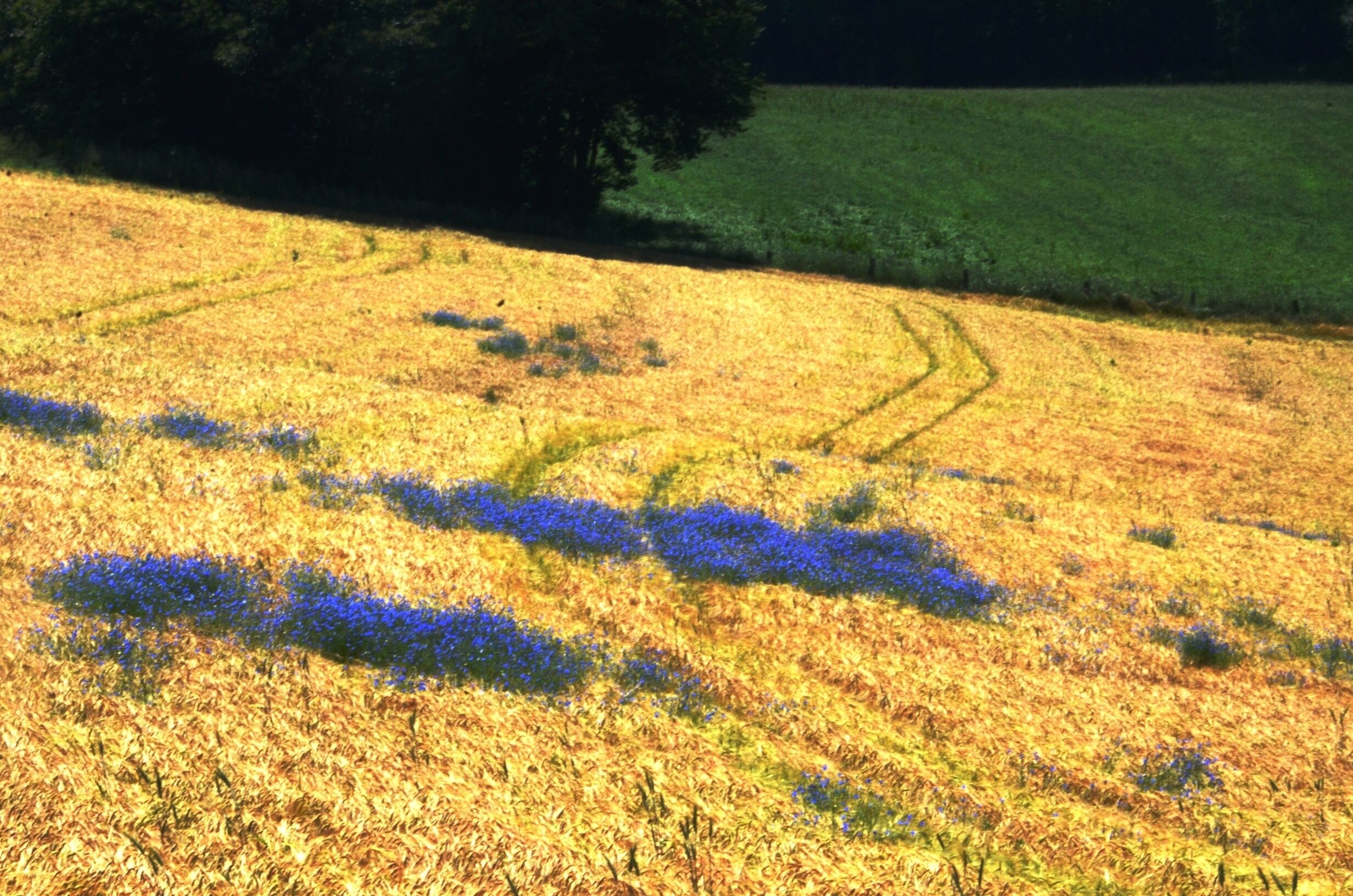 Un campo con un sendero y flores azules dispersas.
