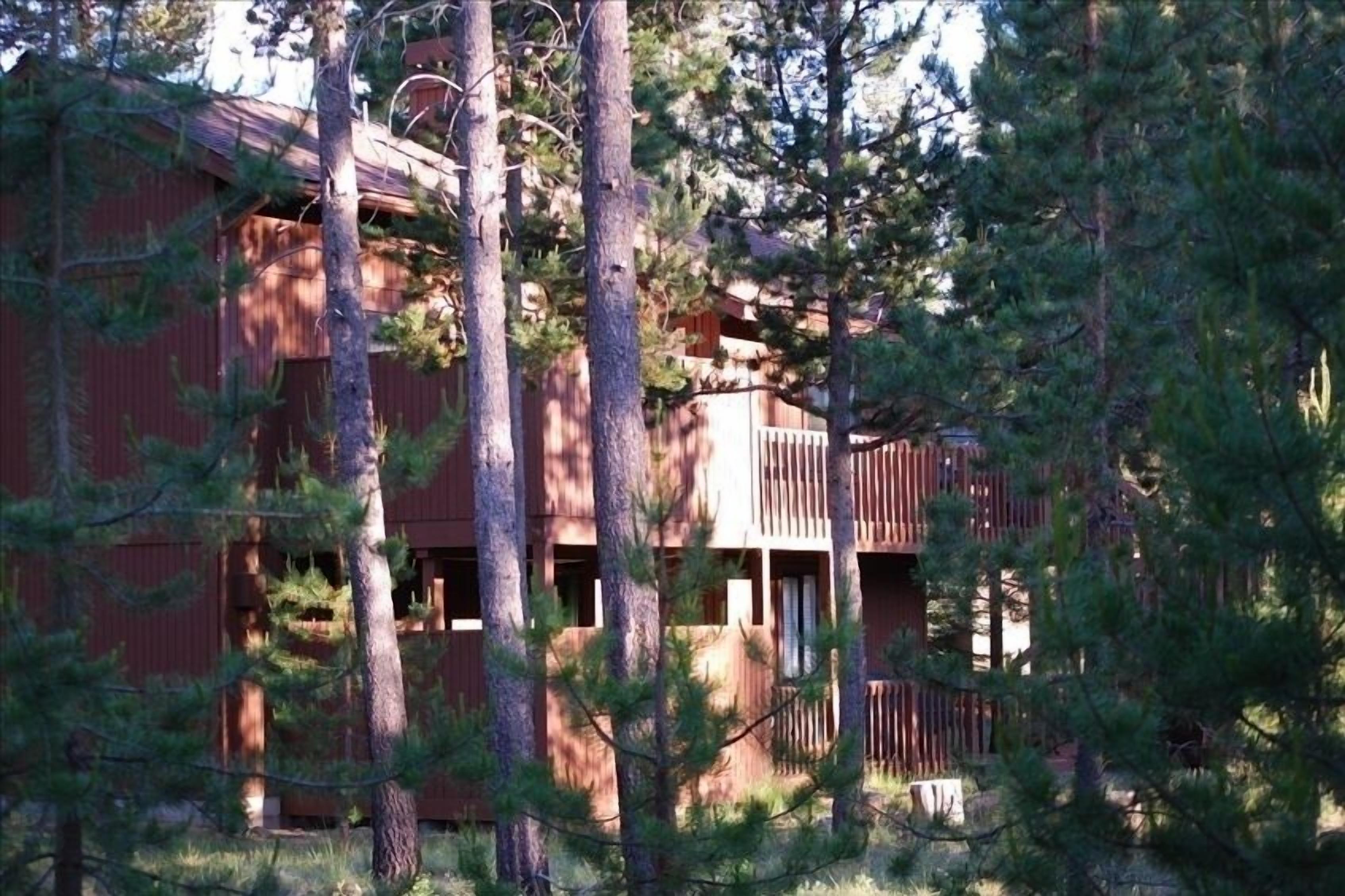 Un chalet rustique aux murs en bois, entouré de pins.