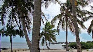 Une plage bordée de palmiers et une rangée de chaises de plage vides.