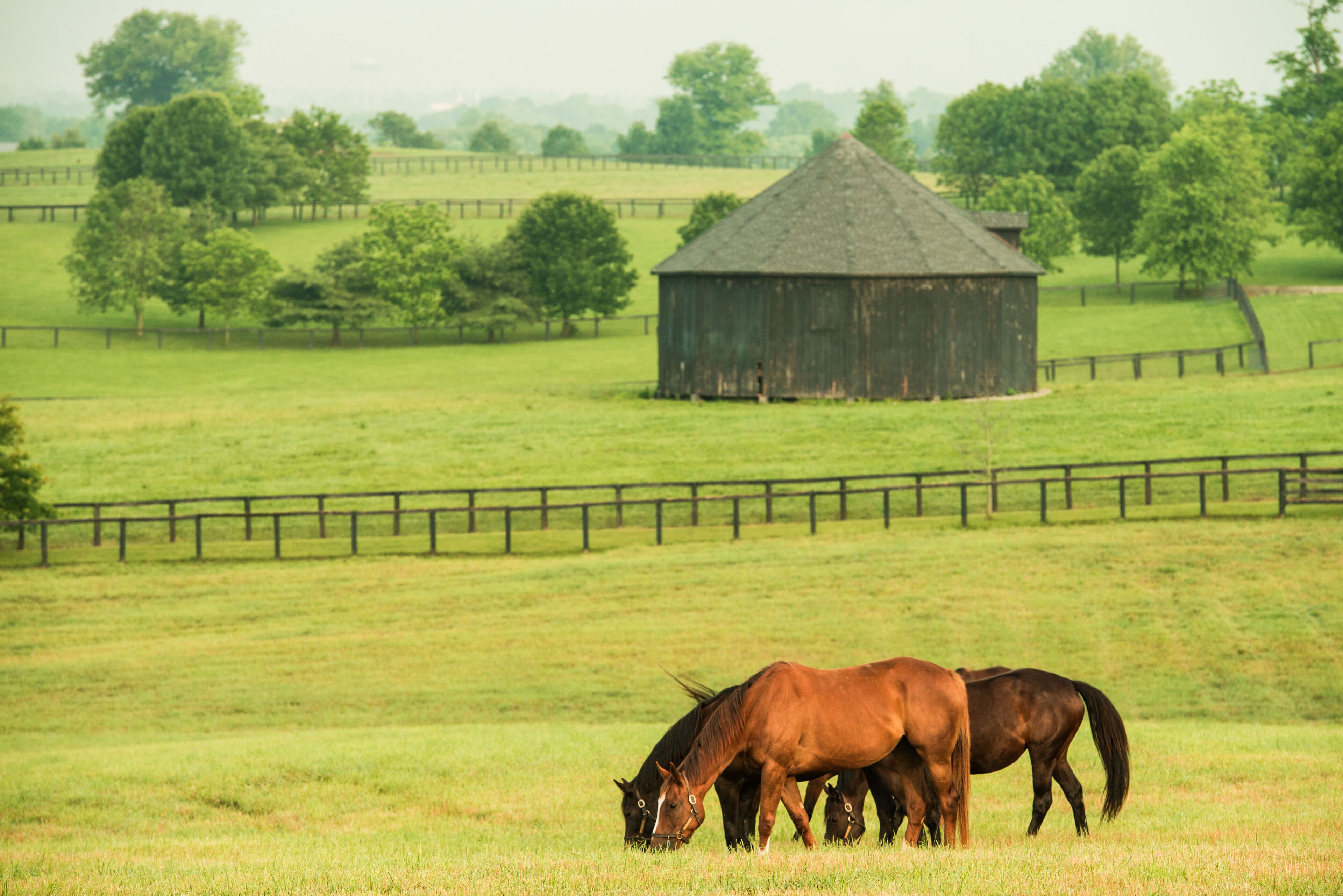 A barn in a grassy field with horses grazing.