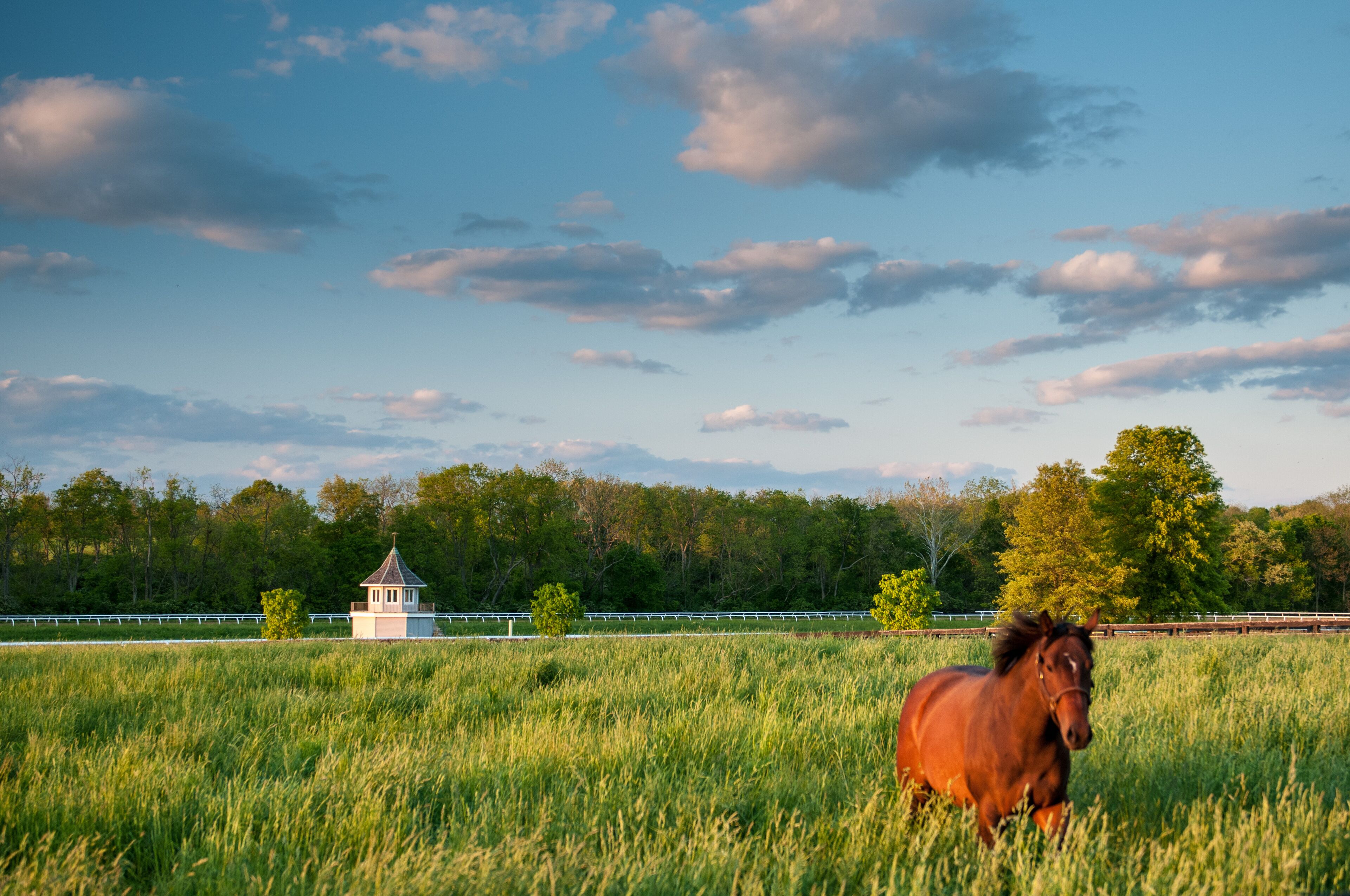 A horse in a grassy field with a small white building in the background.