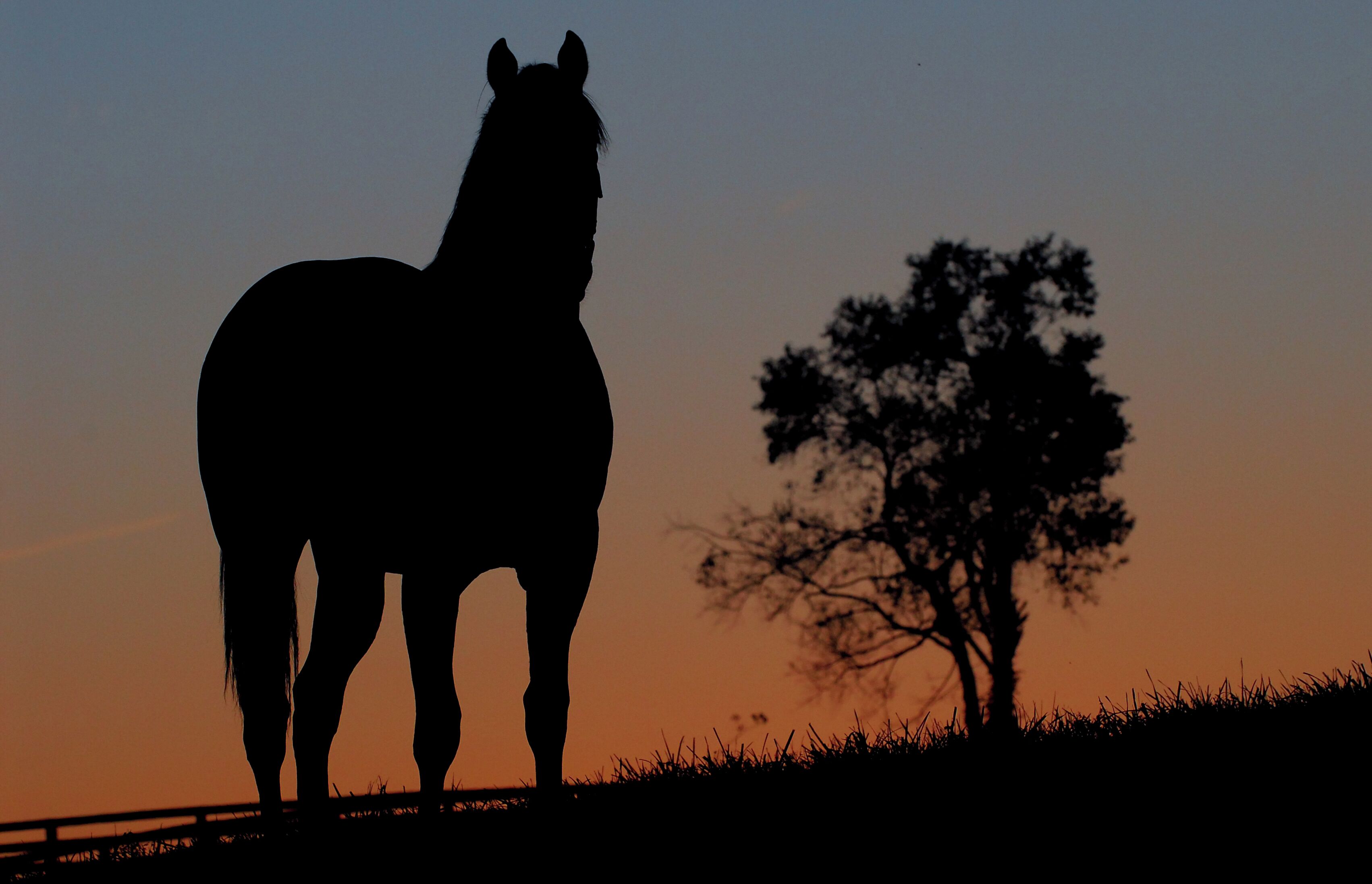 A silhouette of a horse against a sunset sky, with a tree to the right.