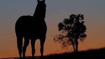 A silhouette of a horse against a sunset sky, with a tree to the right.