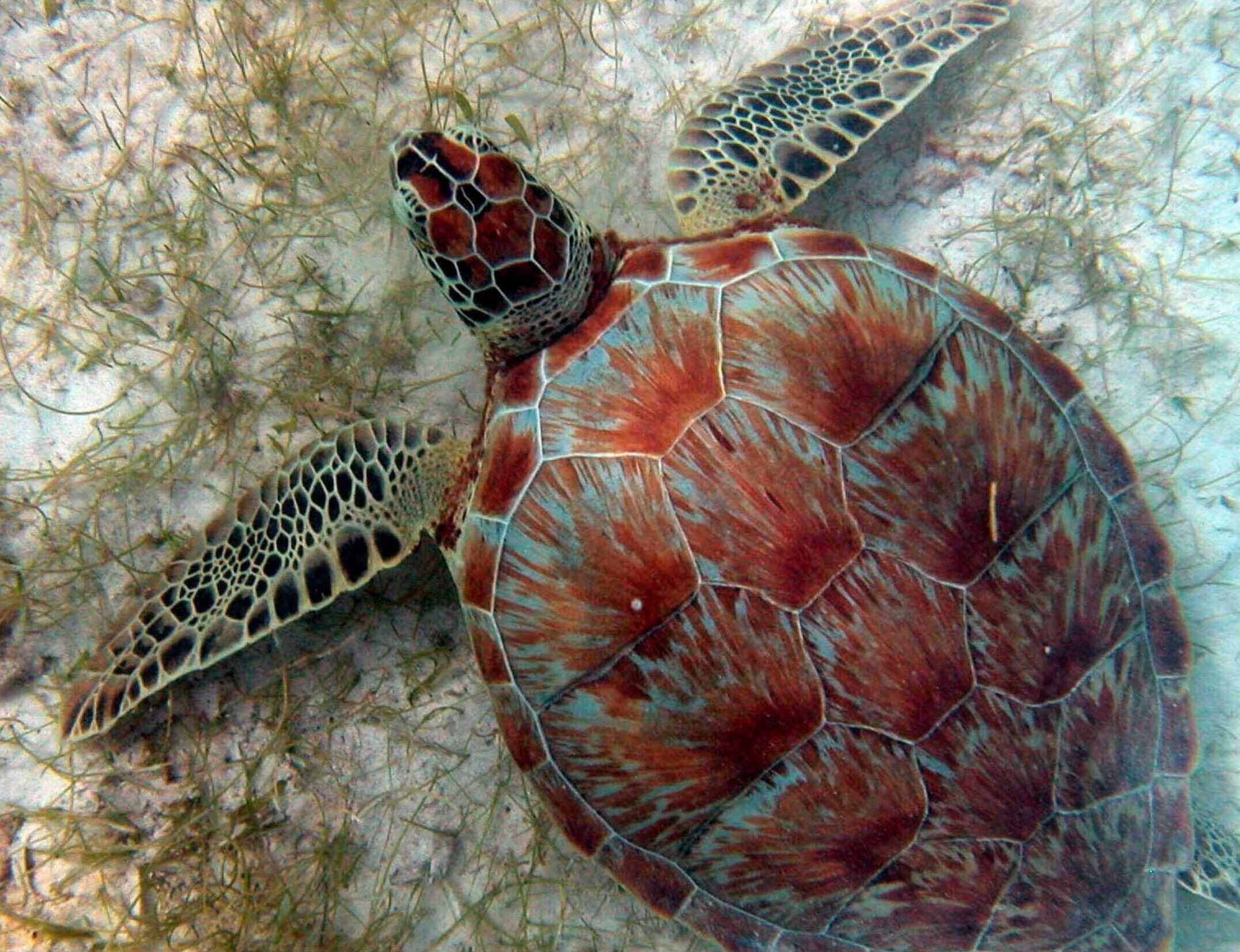 Una tortuga marina con caparazón ornamentado y aletas, rodeada de vegetación submarina.