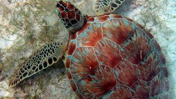 Una tortuga marina con caparazón ornamentado y aletas, rodeada de vegetación submarina.