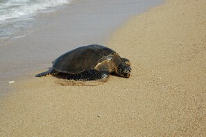 A turtle on a sandy beach near the water.