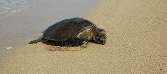 THE TREEHOUSE COTTAGE - 90 DAY RENTAL