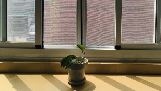 A window with a view of a cityscape, a potted plant on the windowsill, and a building with a red roof in the background. - Temple Side - Hostel (Tainan)