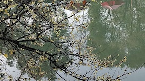 A tranquil outdoor setting with a pond, surrounded by trees and a gazebo with red umbrellas.
