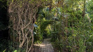 A narrow brick pathway surrounded by dense foliage and climbing plants. - Rosewood Estate (Beechmont)