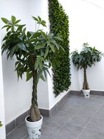 Premier Apartment | Terrace/patio