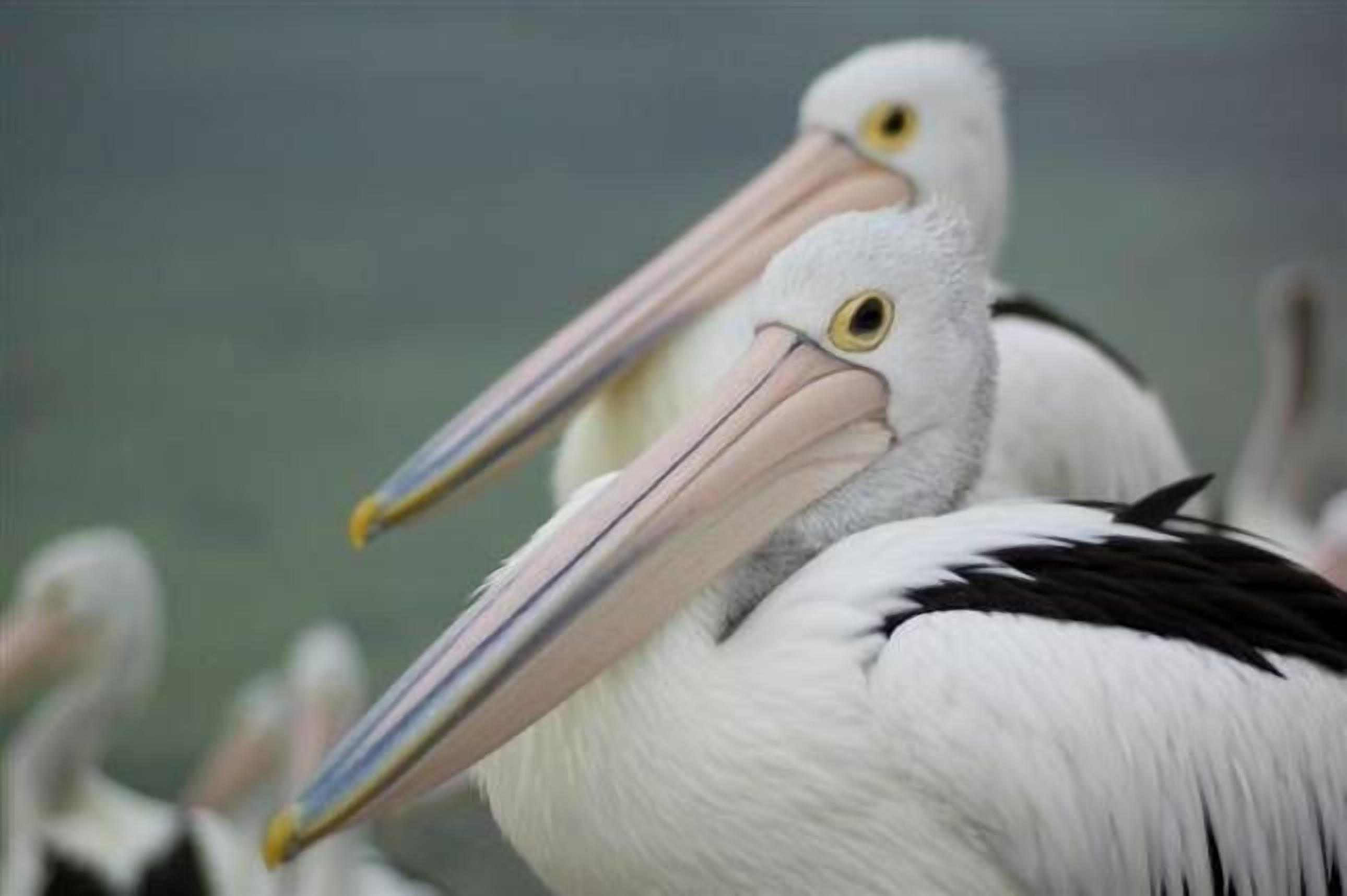 Peaceful family friendly accommodation close to the beach and jetty — image 6