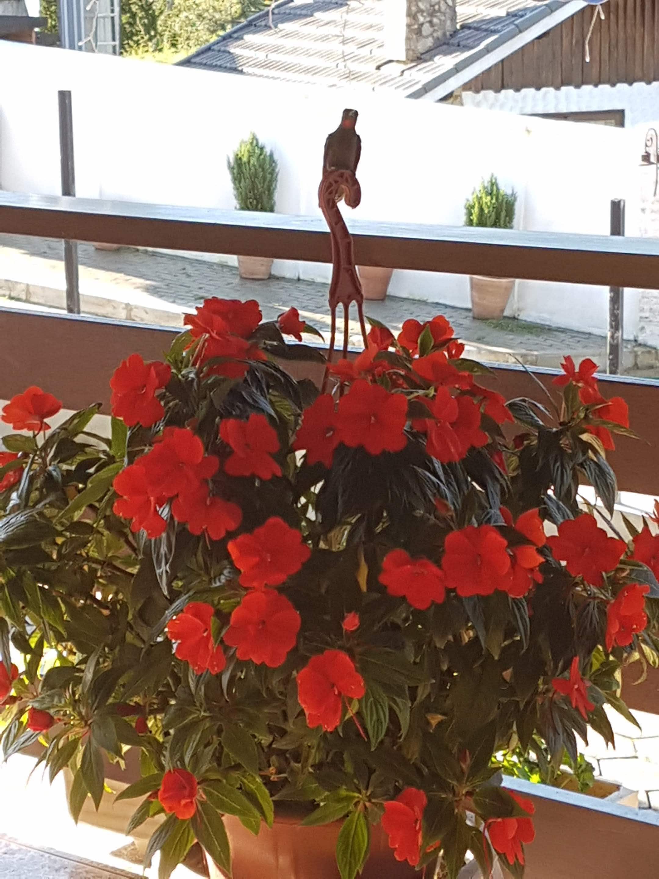 Une plante en pot, ornée de fleurs rouges, sur un balcon.