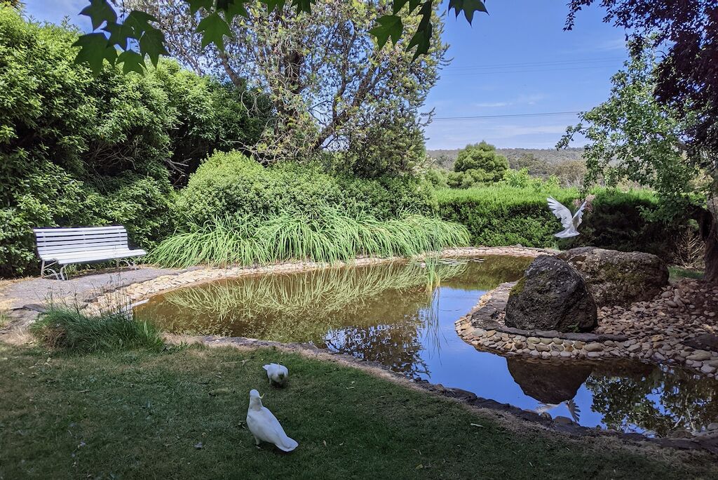 A serene garden with a pond, a bench, and white birds.