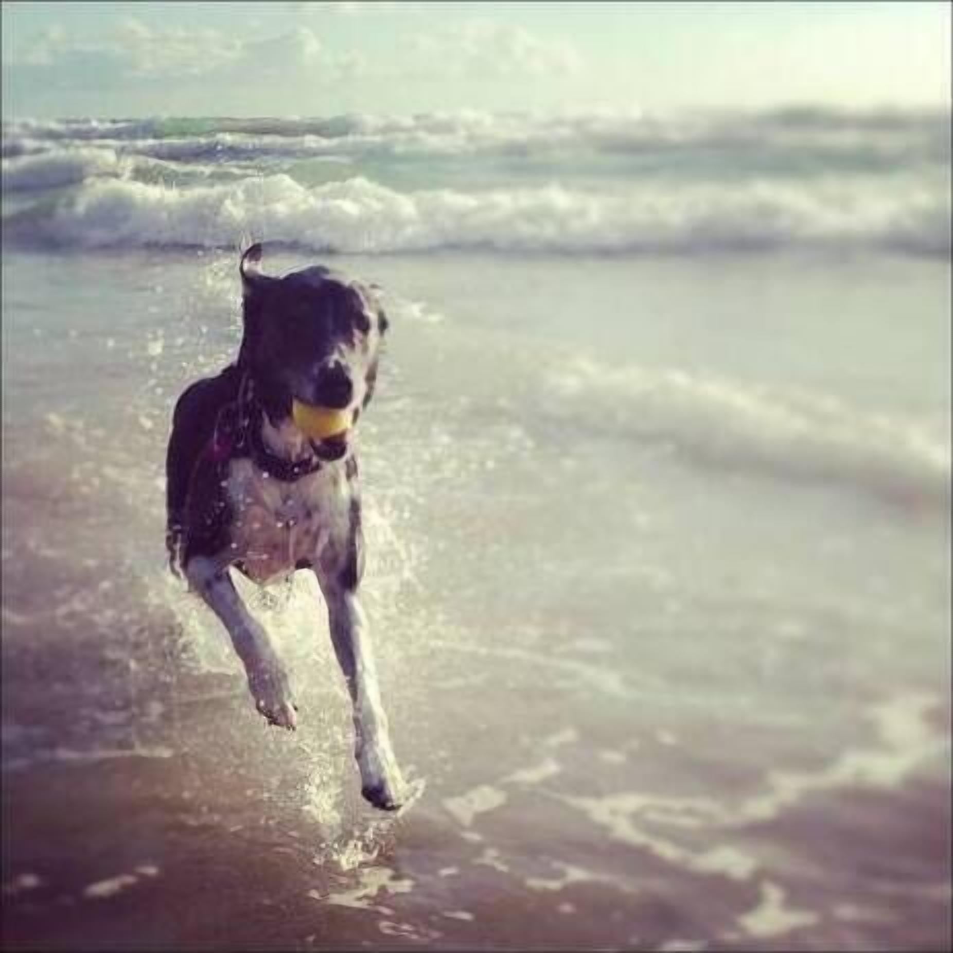 A dog running on the beach.