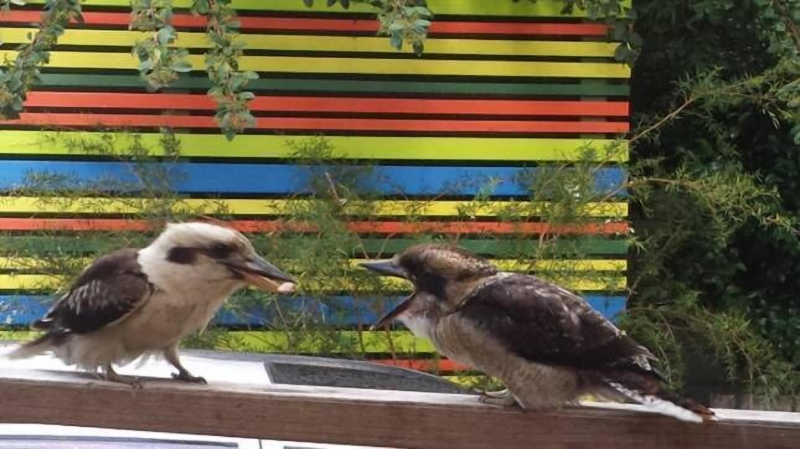 7 Best Cabin Rentals In Huskisson, Australia Updated 2023 Trip101