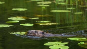 Ein Biber schwimmt in einem Teich voller Seerosen.