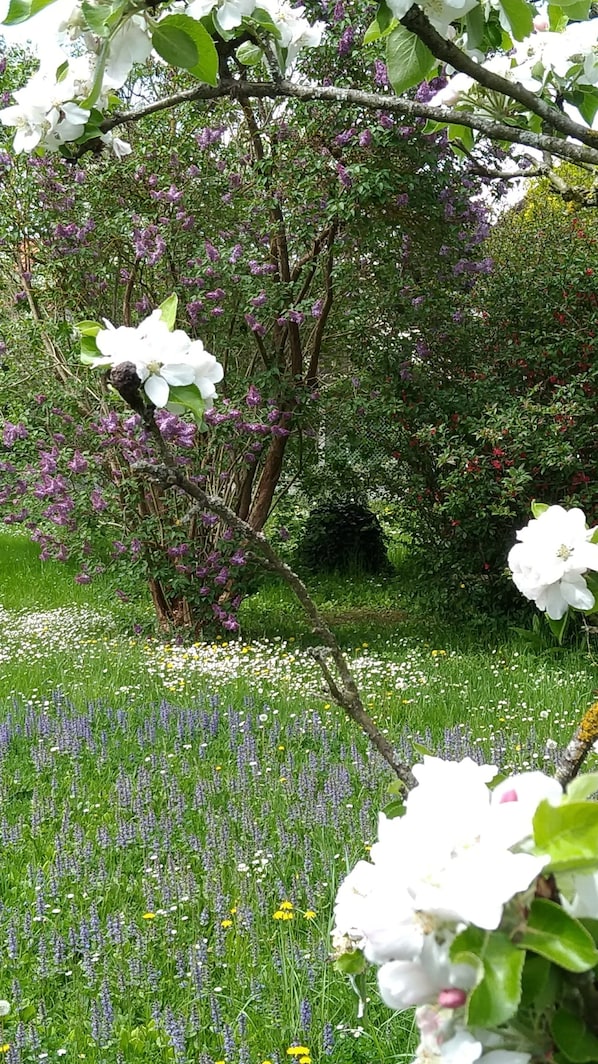 Tuin