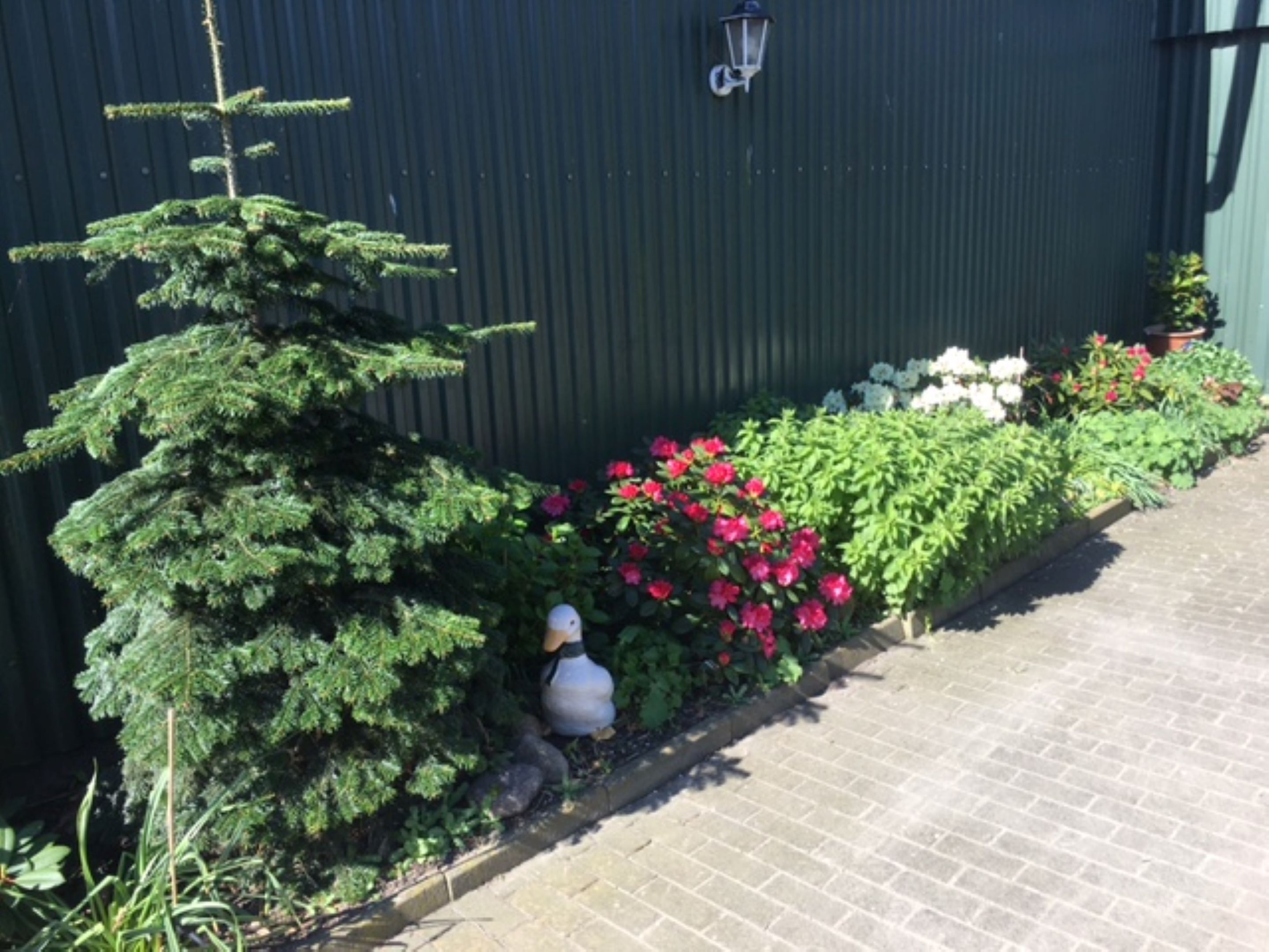 En have med et nåletræ, blomstrende planter og en sti.