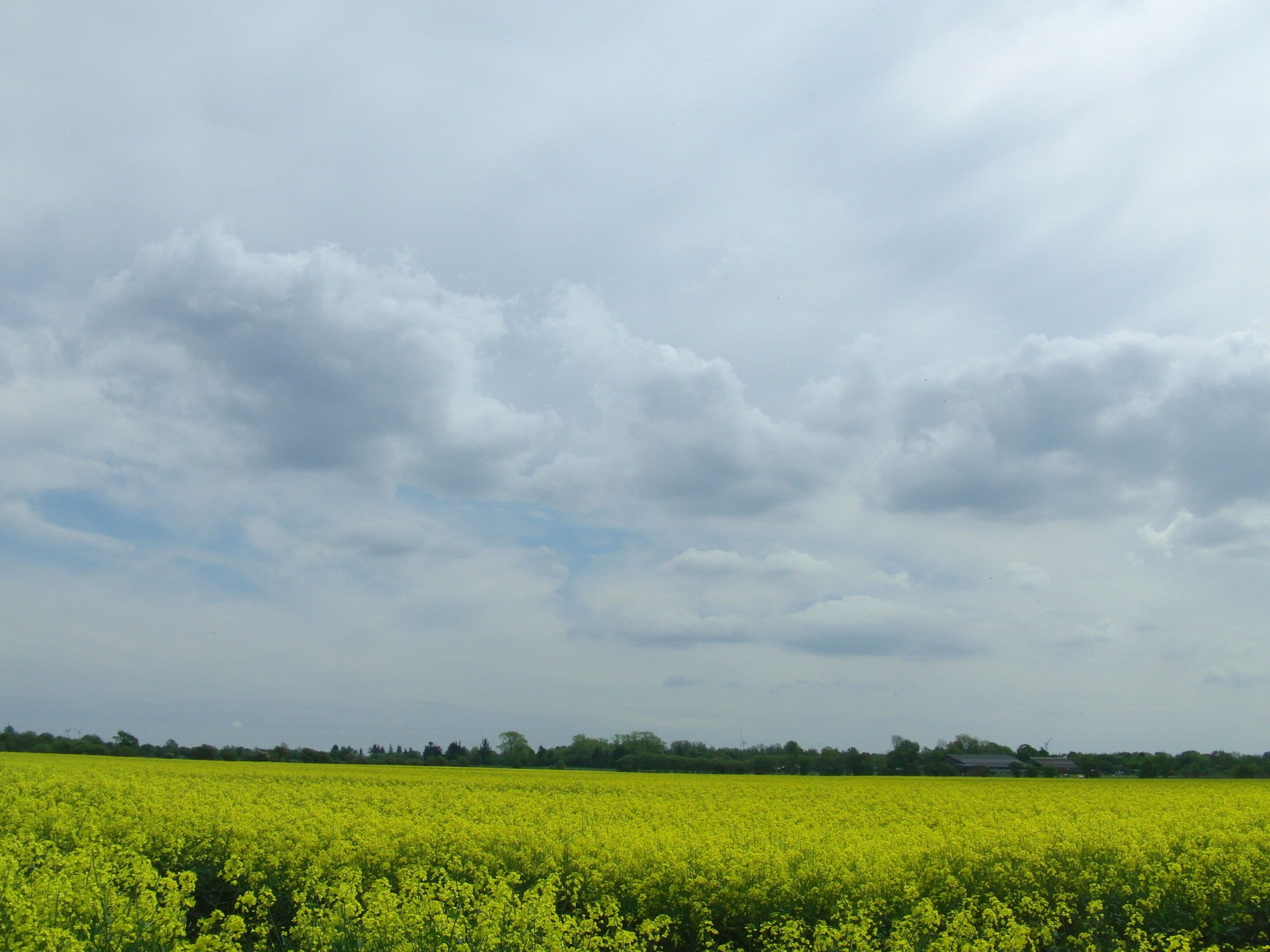 A vast field of yellow flowers under a cloudy sky.