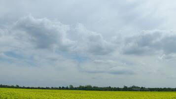A vast field of yellow flowers under a cloudy sky.