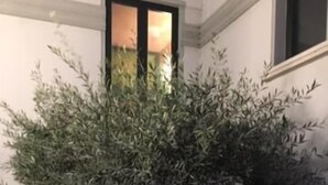 A bonsai tree in a pot with a stone base, placed against a wall with a window above it. - Hotel Abacus (Porto Mantovano)