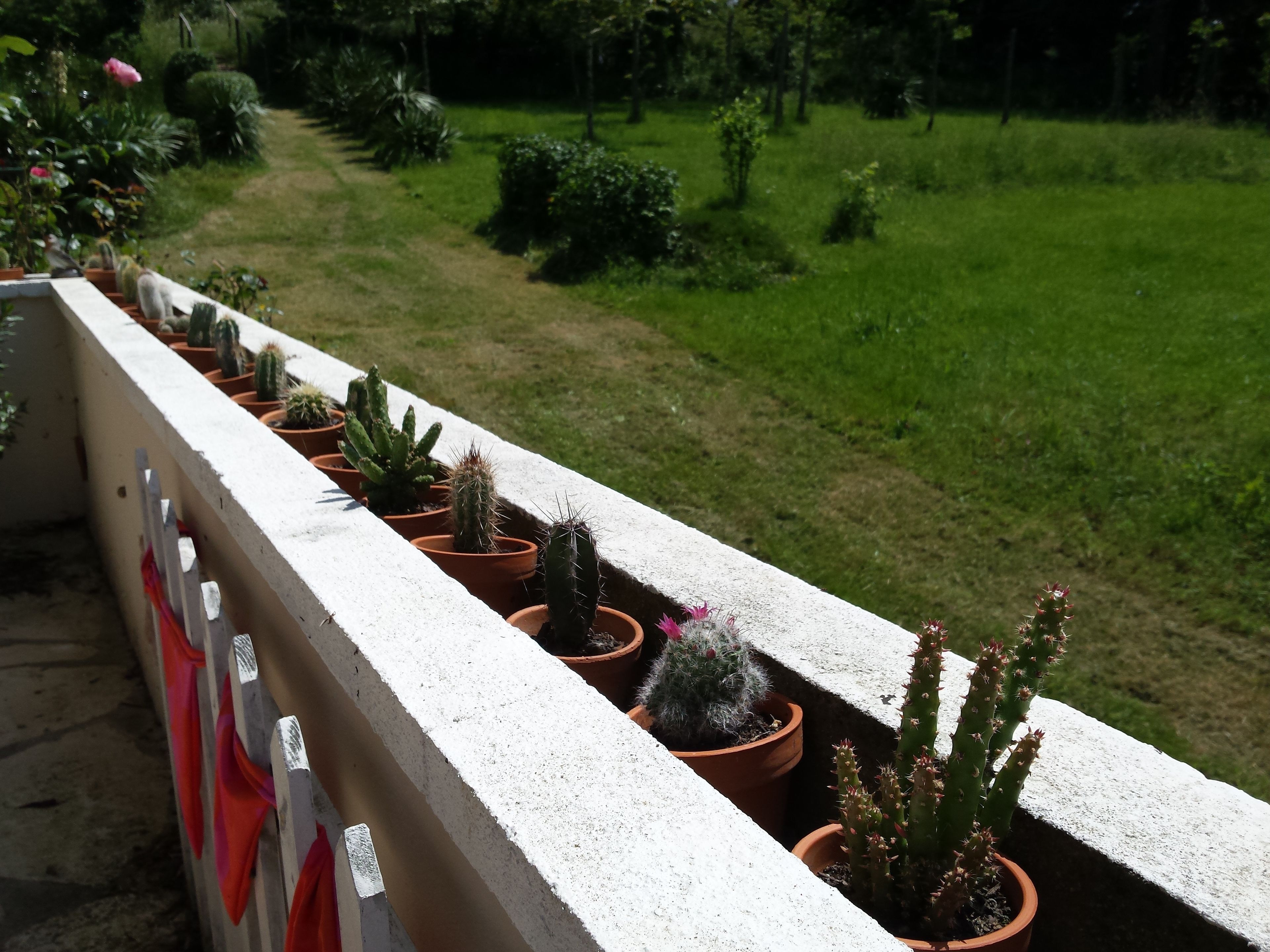 Ein Balkon mit Töpfen, in denen Kakteen und Sukkulenten stehen, mit Blick auf einen gepflegten Garten.