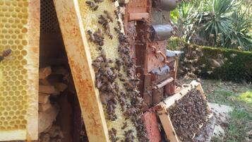 Une ruche composée de plusieurs alvéoles et dotée d’une base en bois.