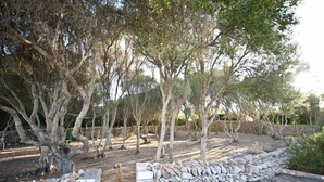 Un jardin avec des arbres, un mur de pierre et une porte en bois.