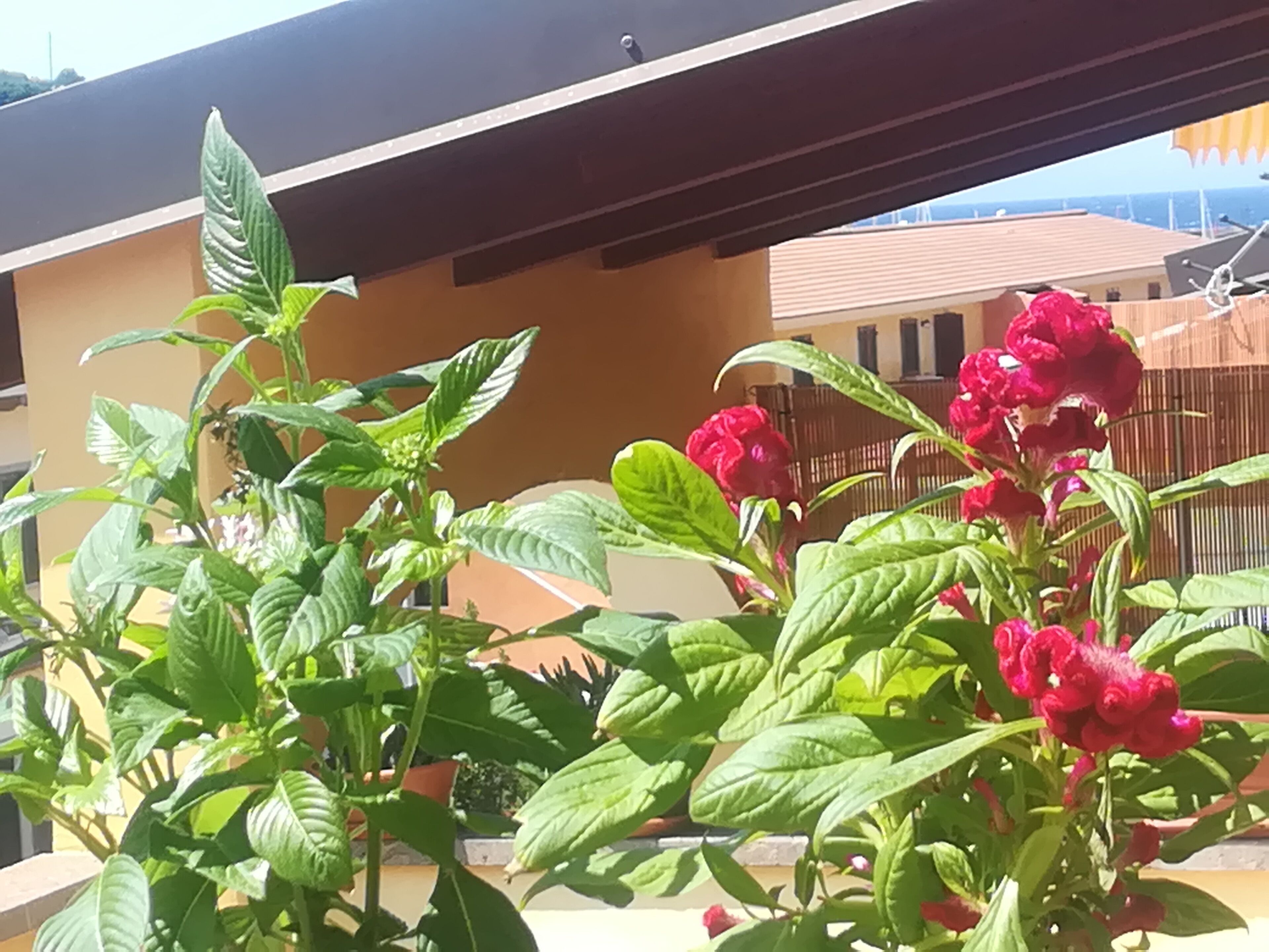 Mi casa es el Mar! Lovely penthouse near the beach and the center of Castelsardo