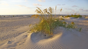 Une plage de sable avec une végétation clairsemée et des dunes.