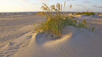 Plage à proximité, chaises longues, serviettes de plage