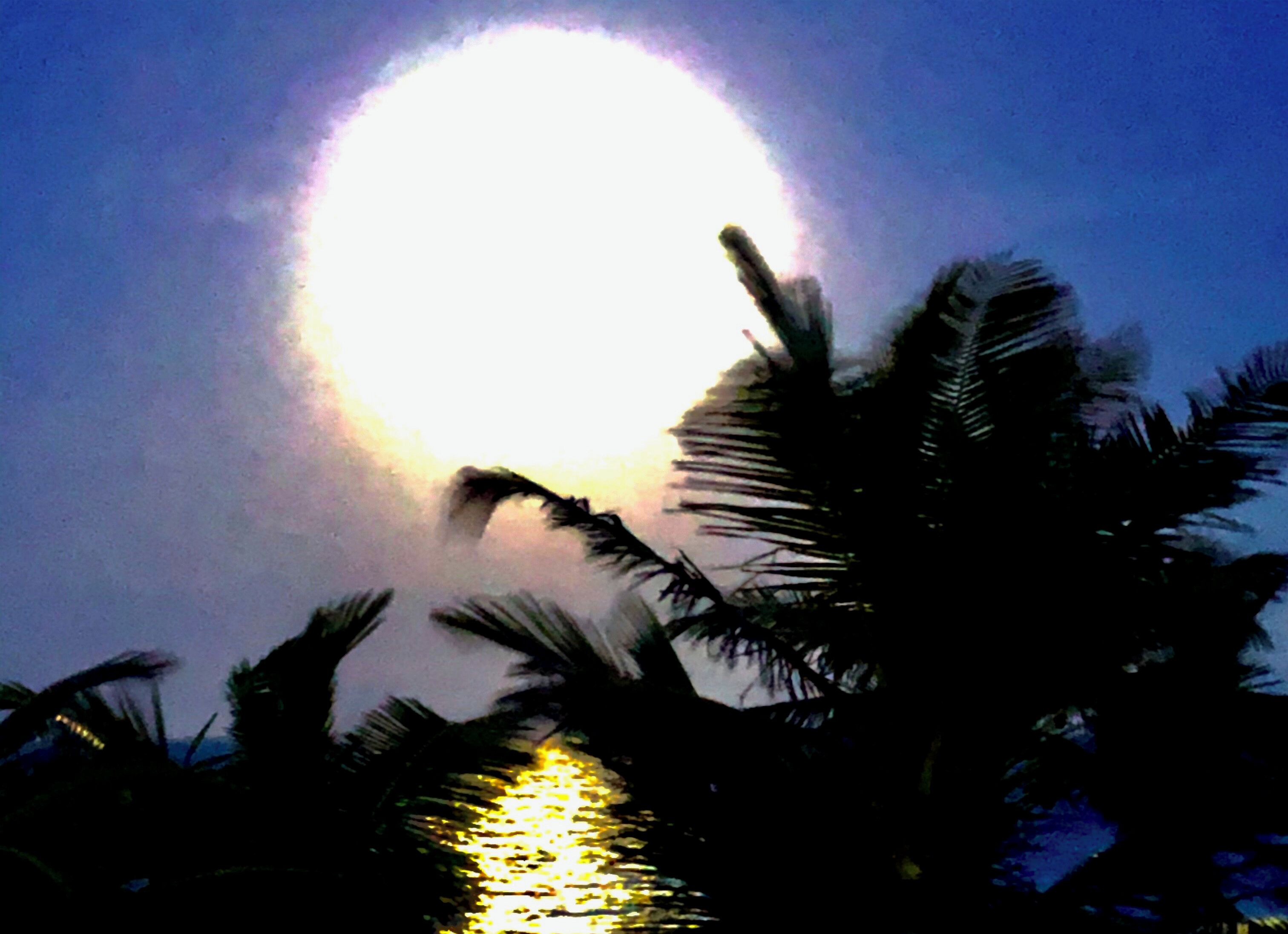 En palme silhuetteret mod en klar sol.