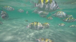 A group of fish swimming in clear water. - Apart Hotel Bella Vida Suites e Apartamentos (Cairu)