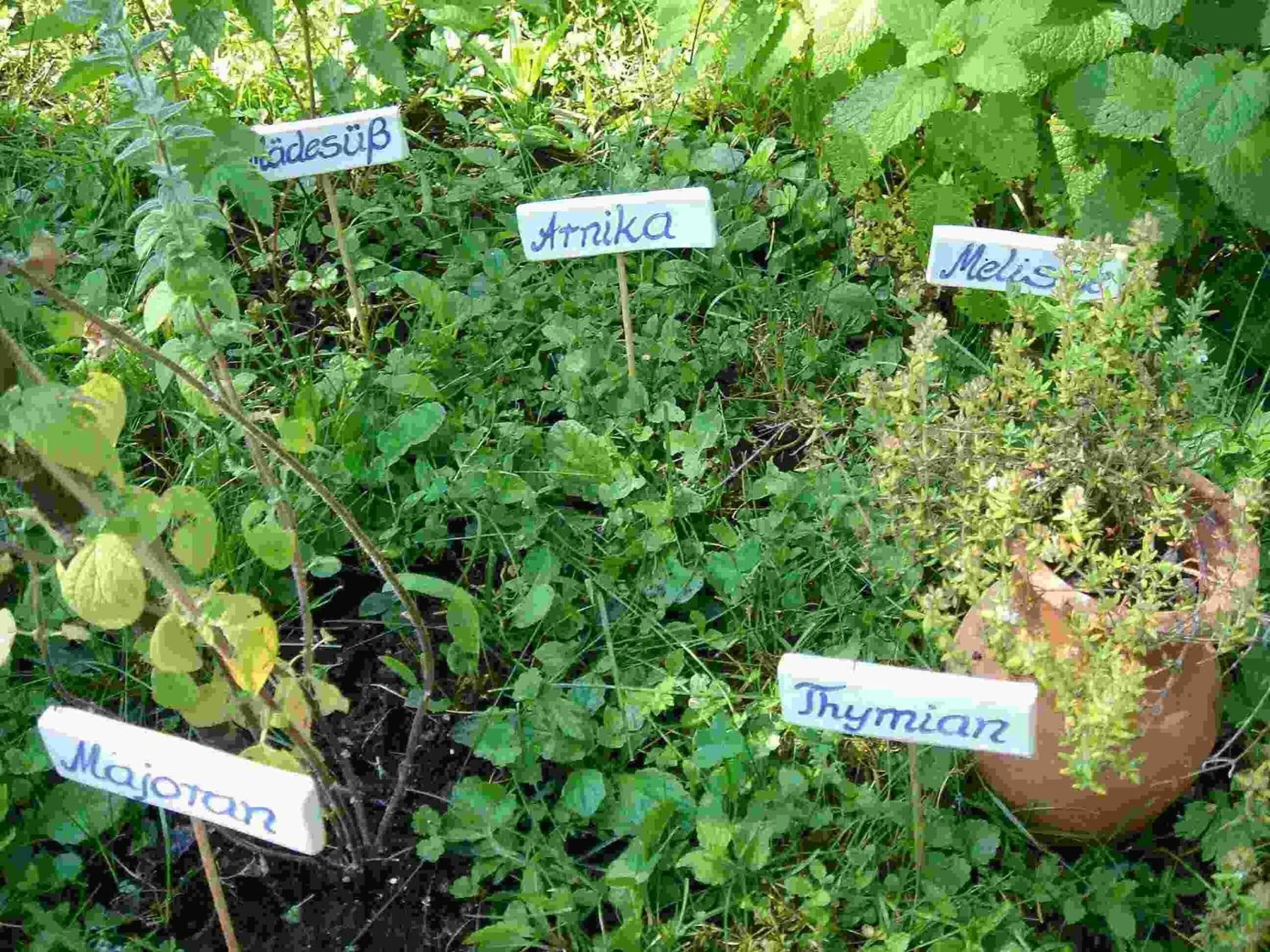 A garden with various labeled plants including 'Aloe', 'Arnika', 'Melis', 'Thymian', and 'Majoran'.