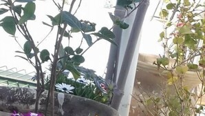 Diverse potplanten met bloemen, waaronder geel en paars bloeien, zijn op een balkon geplaatst.