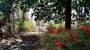 A forested area with a white fence and red flowers. - Stockbridge Lakes Bed & Breakfast (Stockbridge)