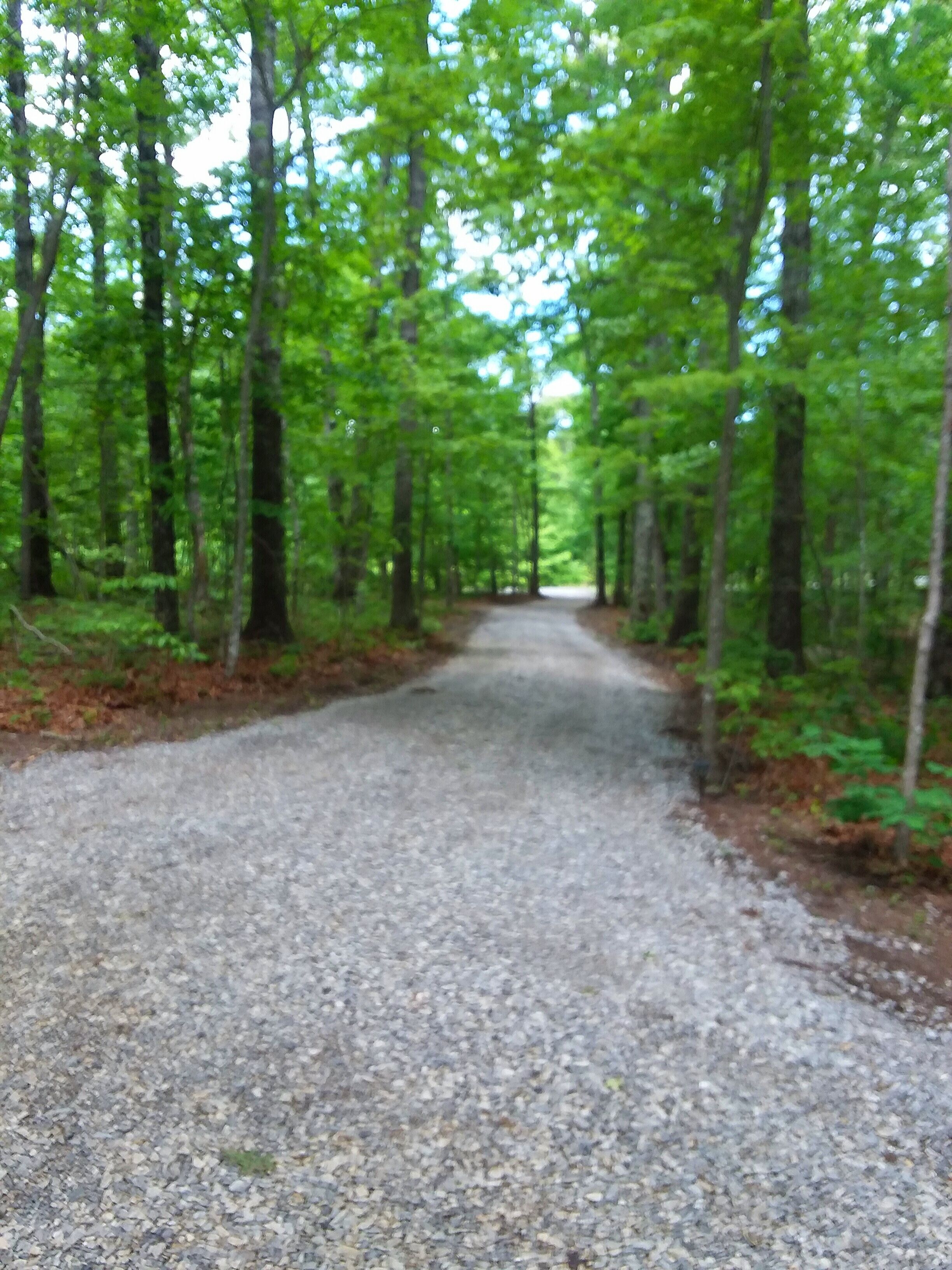 A gravel path in a forest with trees on both sides.