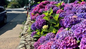 A residential street with a row of vibrant hydrangeas along the sidewalk, a white house with a porch, and a parked car. - Your Summer Home - Close to Beach, Shops, Cafes, & Ferry! 50+ ⭐️⭐️⭐️⭐️⭐️ Reviews (Vineyard Haven)