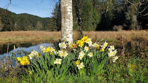 Paisaje natural con un estanque, narcisos amarillos y blancos, y un abedul.