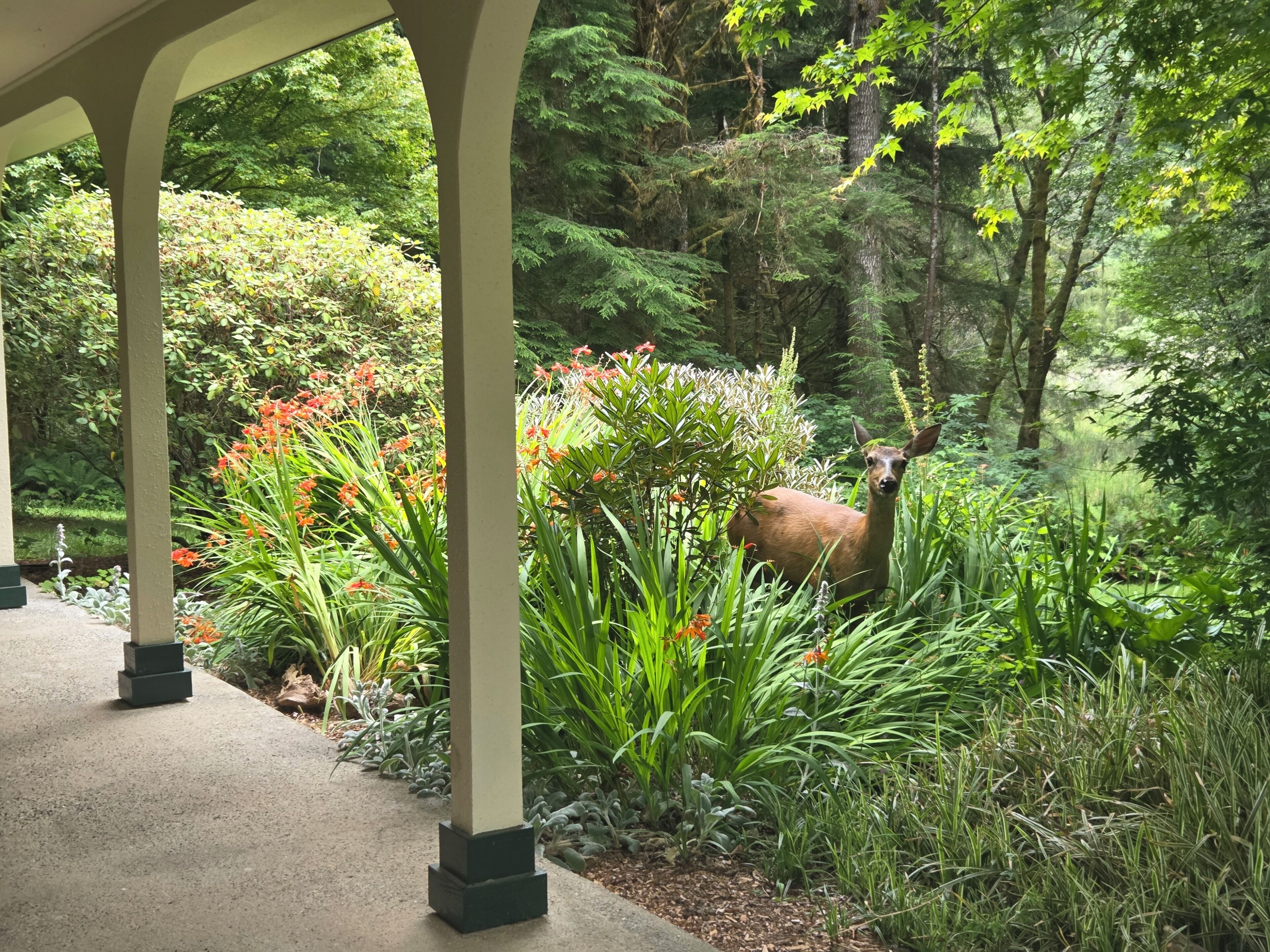 A covered outdoor area with a deer, surrounded by lush greenery and flowering plants.