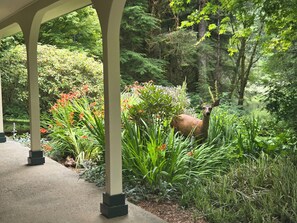 A covered outdoor area with a deer, surrounded by lush greenery and flowering plants.