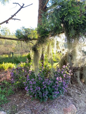 Property grounds - Eighteen Mile Homestead ~ escape from hustle & bustle! (Darlington)