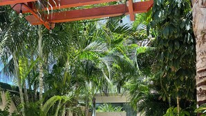 Eine Außenpatio-Terrasse mit Korbmöbeln, einer Pergola und üppigen tropischen Pflanzen.