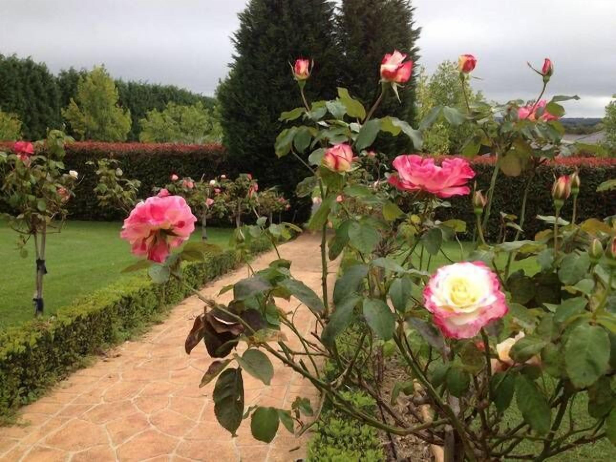 A garden pathway with roses and hedges.